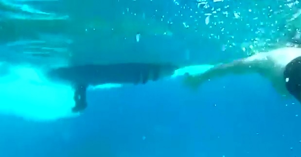 Snorkeling Accident leaves the Water Blood Red...