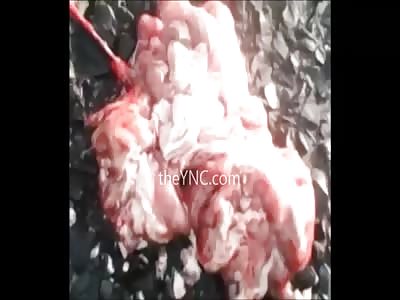 Cell Phone Video shows Gruesome Scene..Boy's Head Exploded with Brains All Over the Road 