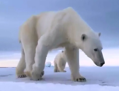 Polar bears smash the spy cams