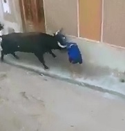 Persistent Bull Gores a man to Death at Spanish Festival 