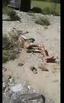 Video shows Squirming Thief Burned Alive..