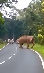 Security Guard in India Trampled to  Death by Elephant (Aftermath included) 