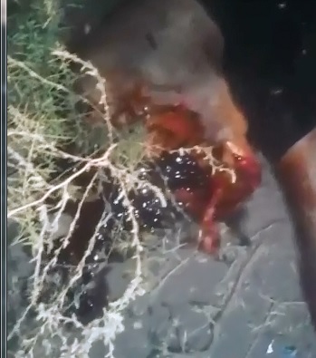 Gruesome Gore Man's Head Split Wide Open 