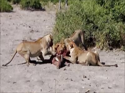 Stars of the YNC #168