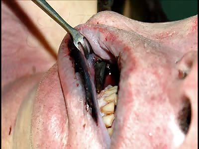 Stars of the YNC #181