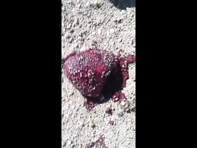 Coyote Heart Beating Outside Body