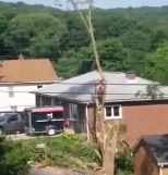 Man Cutting Down a Tree is Killed in Accident