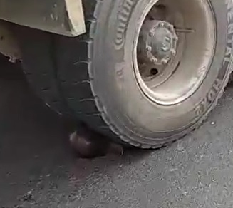 BRUTAL: Man Crushed Under Semi-Truck