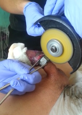 Dude Gives 'Busting a Nut' New Meaning