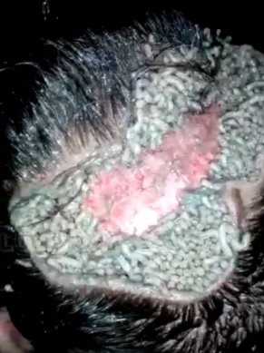 Head full of Maggots...WTF! 