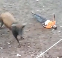 Bull Ends Dude (With Aftermath)