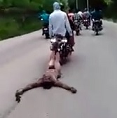 Nice Bike Ride with a Rival Dragging Along