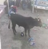 Bull Rampages Crowd then Chills there Like a Boss