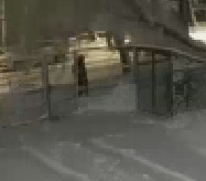 Final Destination: Girl Crushed by Falling Tree