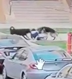 Two Dogs Viciously Attacking Young Boy  