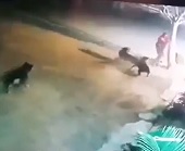 3 Big Dogs Savagely Maul Man