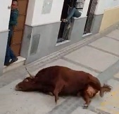 Bull Falls But Gets up and Gets Revenge