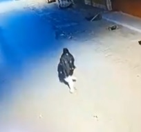 Police Gun Down Suicide Bomber before Detonation