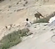 Little Kid Attacked by Stray Dogs 