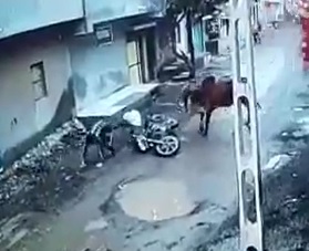 You Shall Not Pass... Bull is Not Fucking Around