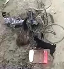 DAMN! Wild Boar Attacks and Eats Man