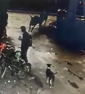 Student Looking at His Phone is Rundown by Angry Bull