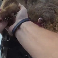 GOOD BOY: Cop Unleashes K9 on Runner