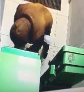 ATM Has Hack Proof Security that Kills Thief 