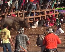 Moron vs.Bull (3 Angles)