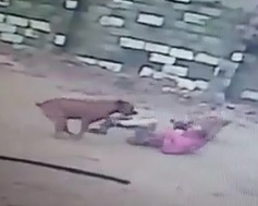 Thief Mauled by a Couple of Good Boys