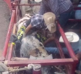 Doesn't Make it Very Far