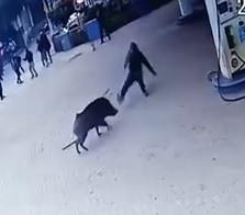 LOL: Wild Boar Attacks Gas Station