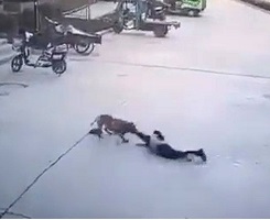 Girl, 8, Mauled By Pit Bull For Over 1 Minute