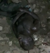 Thief is Brutalized! 