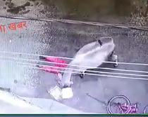 Mad Cow Attacks and Kills Lady in the Street