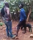 Pig Thief Beaten