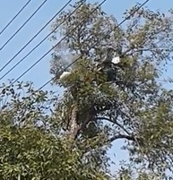 Kid Climbed a Tree but Got BBQ'd by Live Wire.