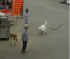 INCREDIBLE: Dog Accidentally Kills Elderly Man.