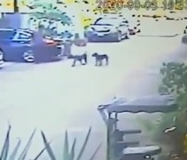 Dogs on Attack Mode.