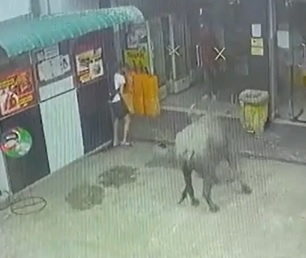 Skinny Twirp in White is No Match For Longhorn Bull 