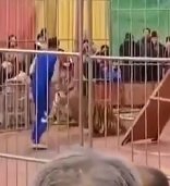 Pissed off Zoo Tiger Attacks Trainer..(2 Angles)