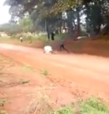 FINAL DESTINATION: Watch Out for Falling Trees