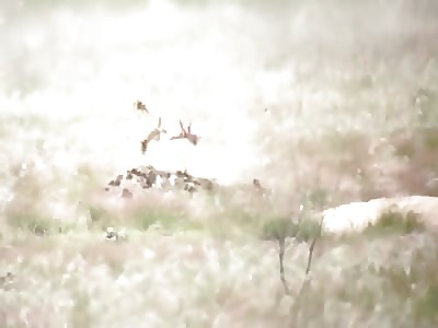 Rifles versus Prairie Dogs