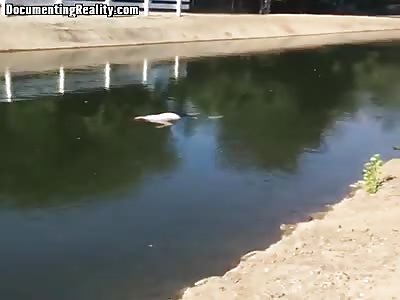 Dead man floating in canal