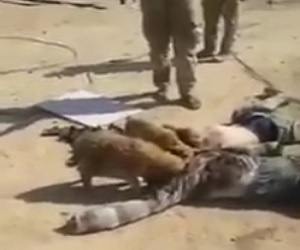 Syrian feeding their pets