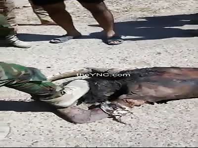 Member Daesh him out for a walk