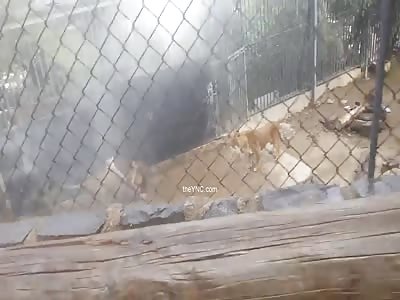 Suicide by Lion - New Better Camera Angle