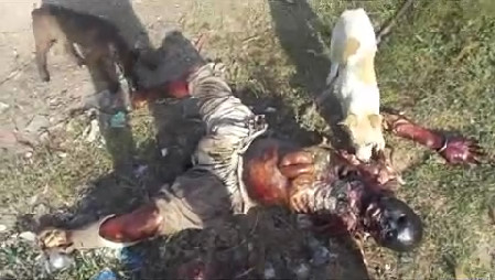 Stray Dogs Eating Human Corpse Rotting