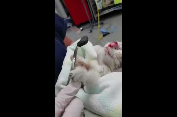 Remove From The Cat's Nose A Huge Fly Larva