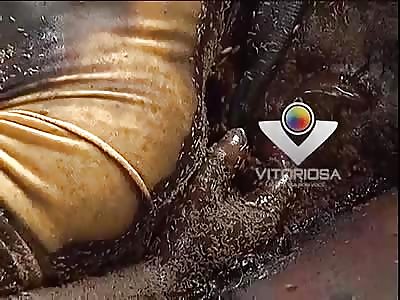 WELCOME TO THE MAGGOT PARTY